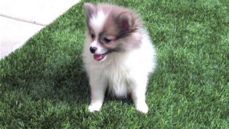 denver craigslist puppies for sale|craigslist inland empire puppies for sale.